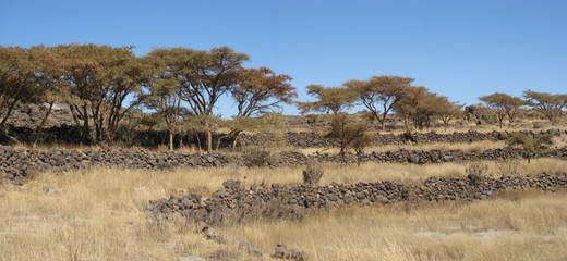 savane