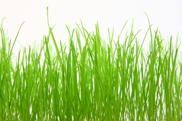 Green grass on the white background.