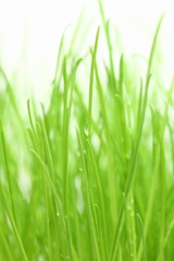 Fototapeta na wymiar Green grass on the white background.