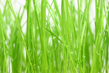 Fototapeta na wymiar Green grass on the white background.