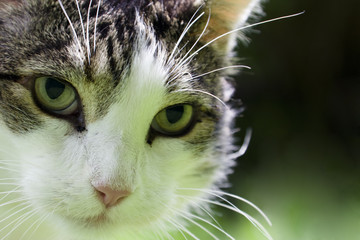 cat portrait © amelie