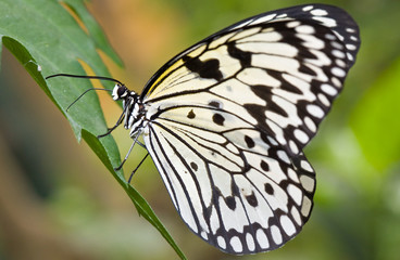 Fototapeta na wymiar Biały motyl