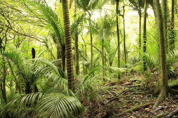 Obraz premium Tropical forest