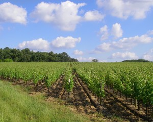 Fototapeta na wymiar Bordeaux winnice