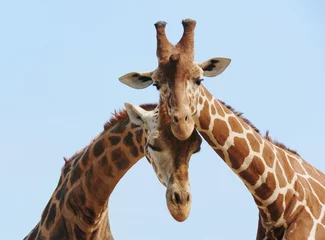 Door stickers Giraffe Giraffe couple in love