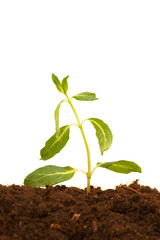 Green seedling isolated on the white background