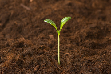 New life concept - green seedling growing out of soil