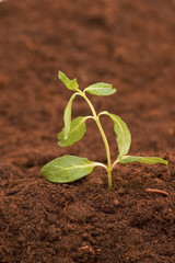 New life concept - green seedling growing out of soil