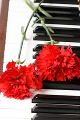 Romantic concept - red carnation on piano keys