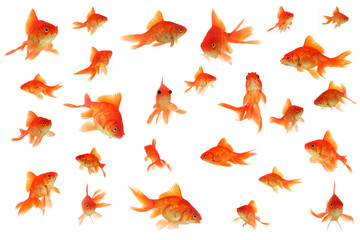 Fototapeta premium Fantail goldfish collage