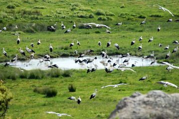 Charca con cigue&ntilde;as
