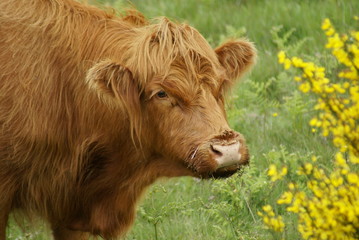 Fototapeta premium veau