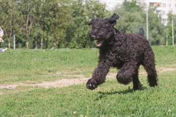 running black terrier