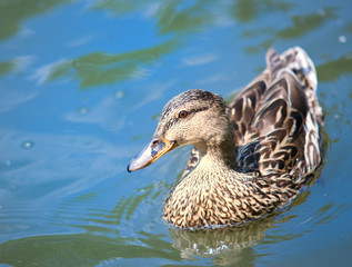 Duck