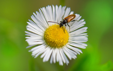 Obraz premium Flower with insect