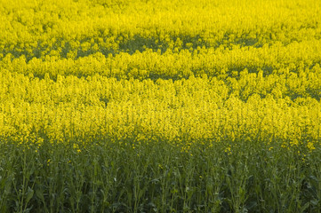 oil seed rape