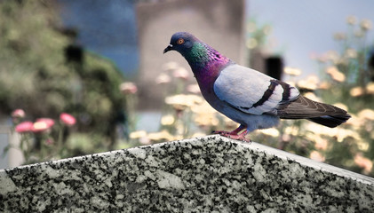 pigeon