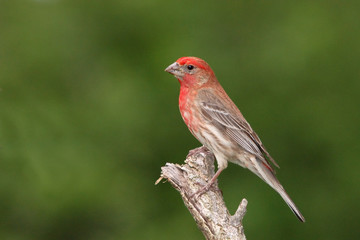 Male House Finch