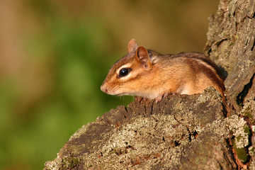Eastern Chipmunk