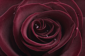 black rose