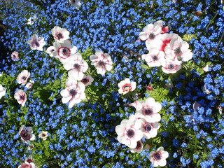 Blumenbeet