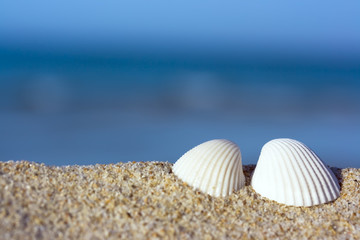 Shells on the beach