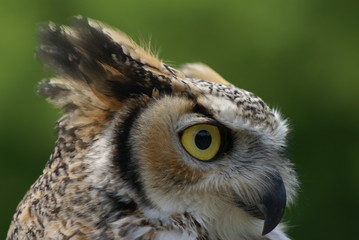 Side of great horned owl with translucent eye and long ear