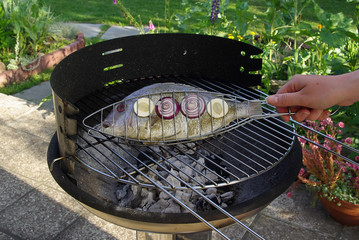 Dorade - Gilt head bream 04