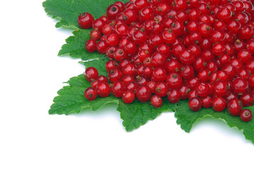 Johannisbeere - currant 08