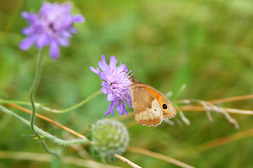 Papillon sur une knautie
