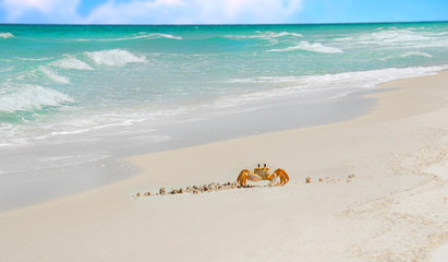 Fototapeta na wymiar Crab na tropikalnej plaży