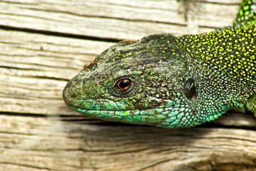 lezard vert