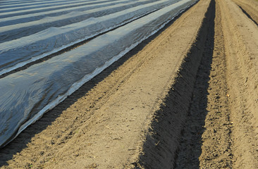 Spargelfeld - asparagus field 05