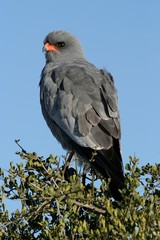 Pale Chanting Goshawk