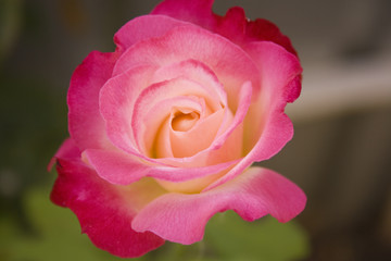 rose1