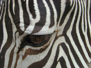 Fototapeta na wymiar Wzrok z zebry (Equus)