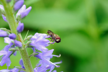 syrphe sur veronique en épi (veronica spicata)