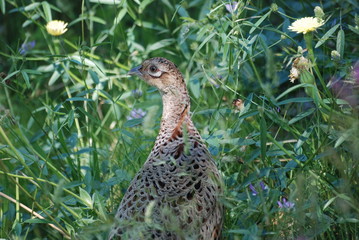 oiseau dans les champs