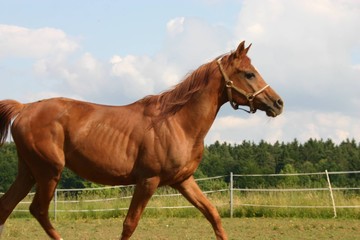 Araber