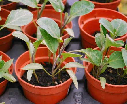 Seedlings