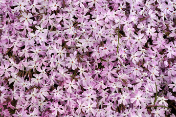 Obraz premium Bed of Pink flowers