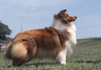 chien > Colley/berger d'&eacute;cosse