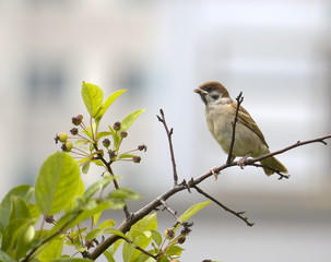 Obraz premium Spatz in Korea