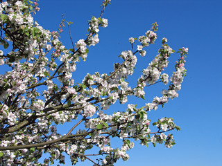 Beautiful Apple blossom