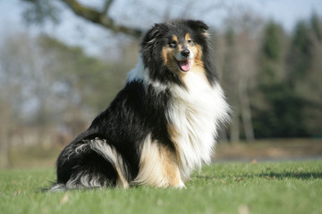 chien assis  Colley