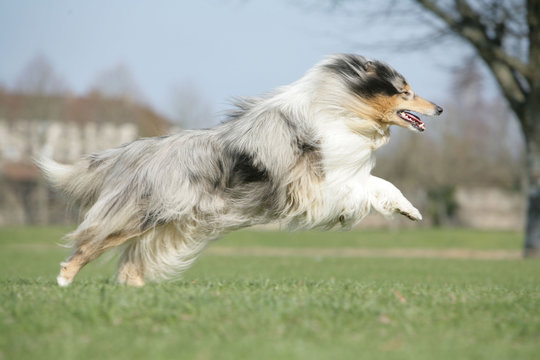  chien Colley qui bondit
