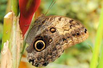 Schmetterling