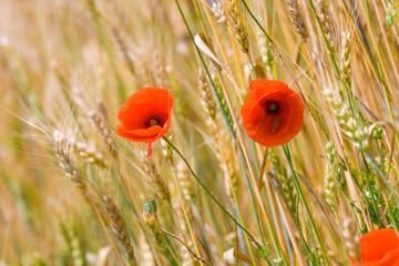 Fototapeta premium wheat field