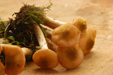 Armillaria mellea Chiodini