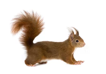 Foto op Plexiglas Euraziatische rode eekhoorn - Sciurus vulgaris (2 jaar) © Eric Isselée